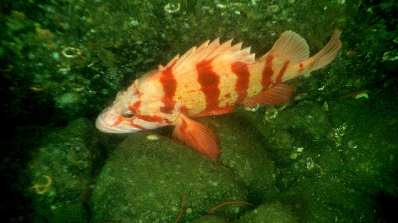 Tiger rockfish (Sebastes nigrocinctus). Washington, Olympic Coast NMS. by Ed Bowlby, NOAA/Olympic Coast NMS; NOAA/OAR/Office of Ocean Exploration