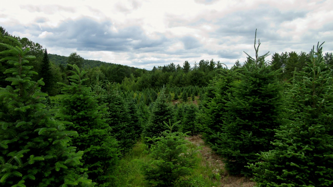 Christmas tree farm in Bakersf... by ihamr