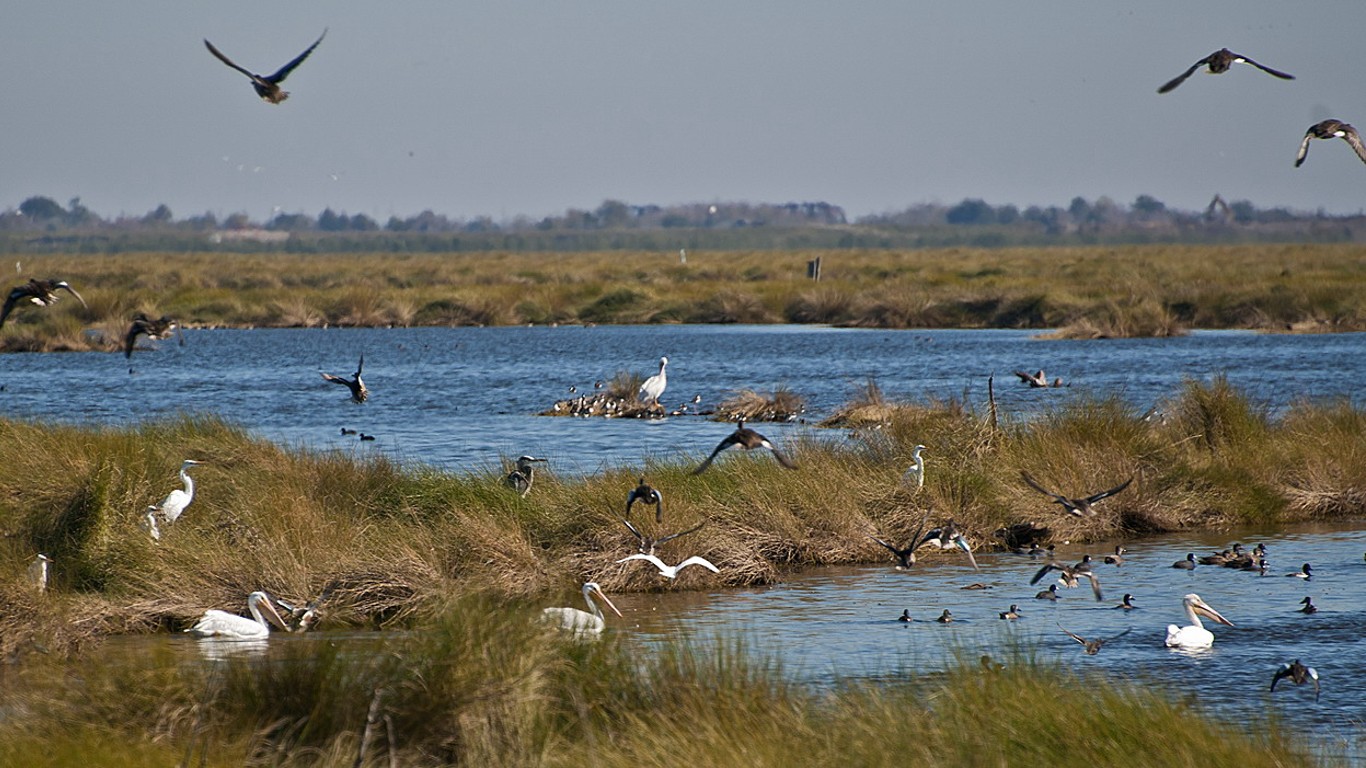 Avian Diversity -2010 12 09 Bayou Savauge LA by Mr. Bill Lang