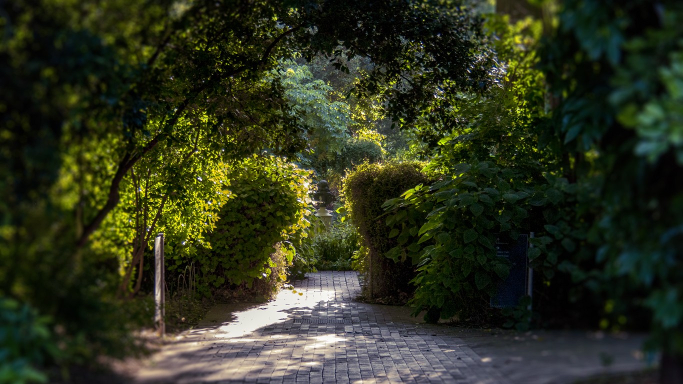 Walkway to Australian Forest s... by Daniel Mee