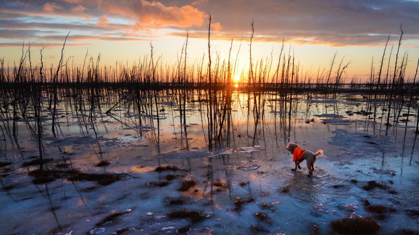 A small dog explores the Ancho... by Paxson Woelber