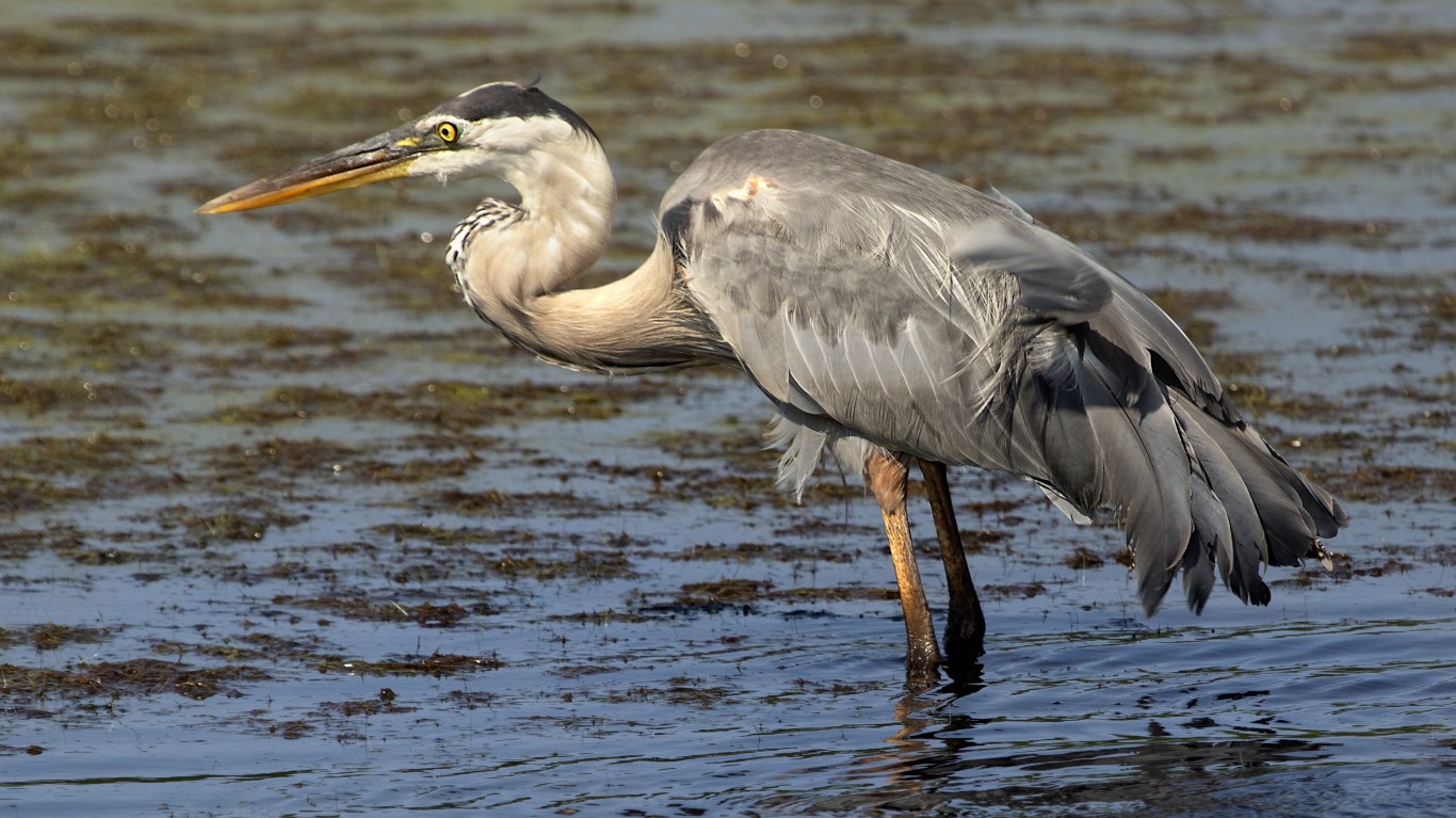 great blue heron - Back Bay N... by c w