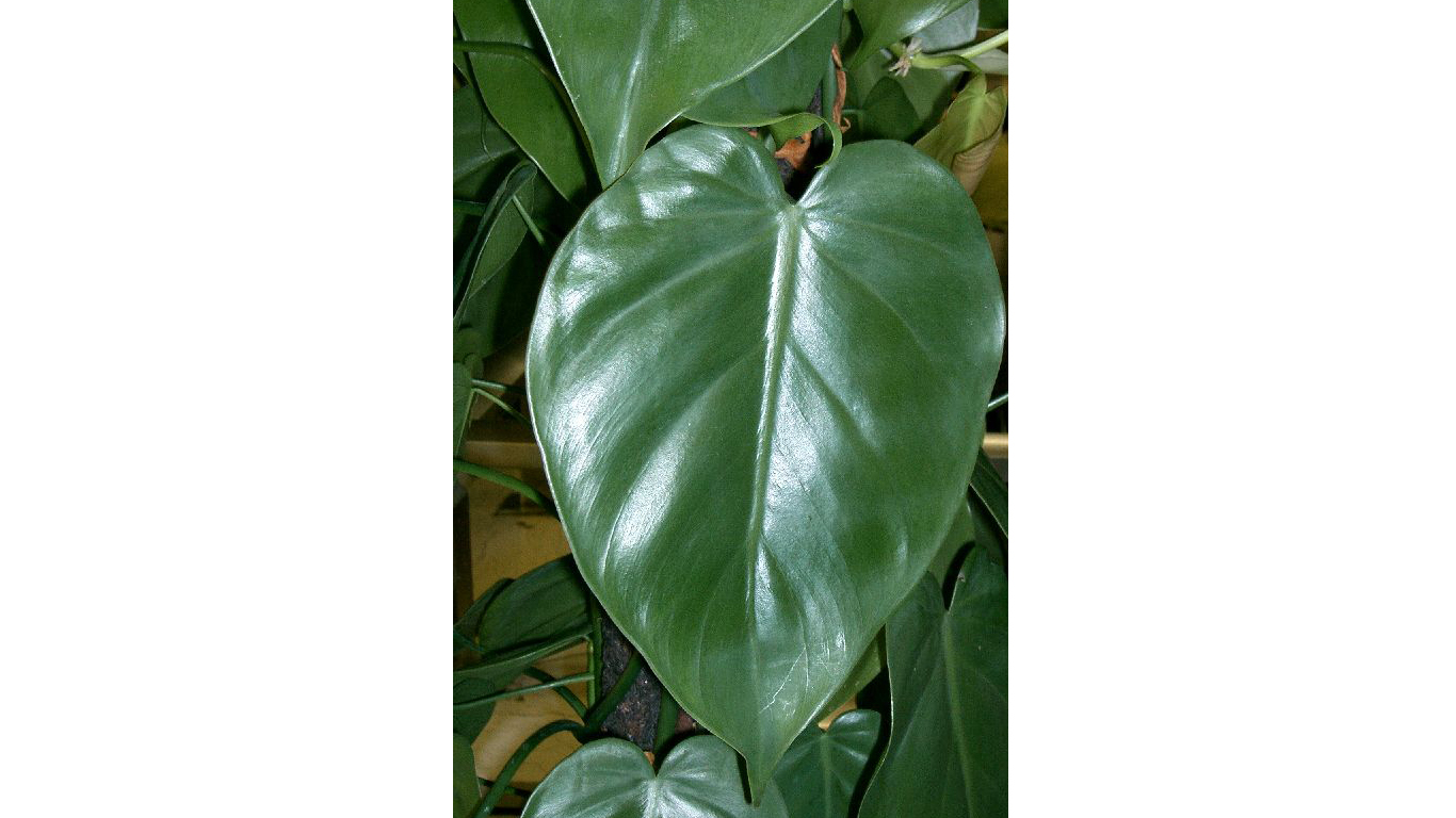 Philodendron scandens subsp oxycardium2 by KENPEI - KENPEIs