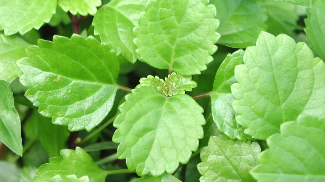 Plectranthus verticillatus Swe... by uacescomm