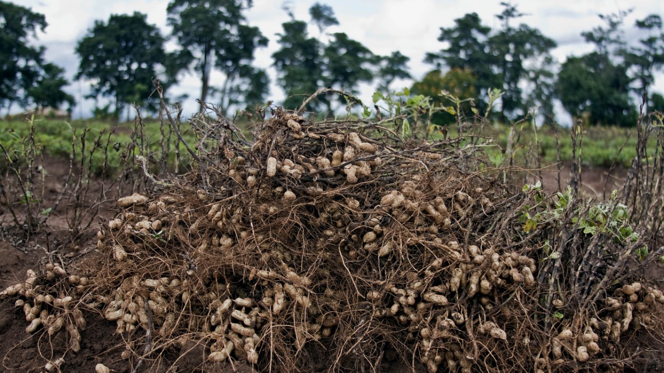 Groundnut harvesting 7 by Swathi Sridharan