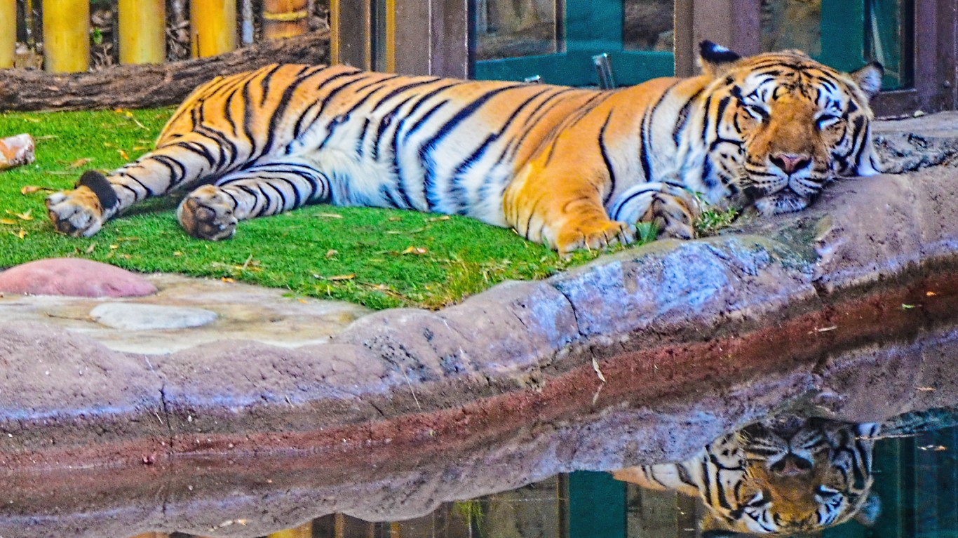 Bengal Tiger Busch Garden Tamp... by Tomu00c3u0083u00c2u00a1s Del Coro