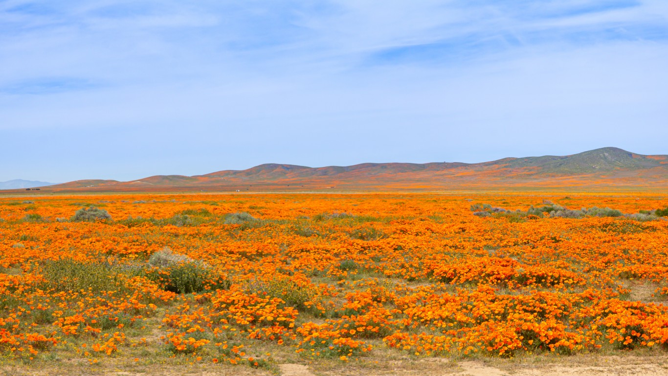 California Poppies - April 26 ... by Kevin Gill