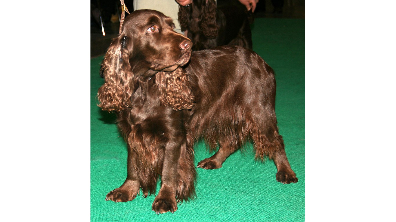 Field spaniel by Pleple2000