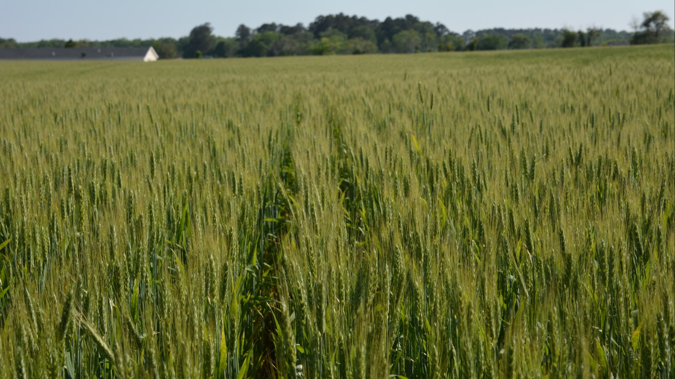 Delaware wheat field by Delaware Cooperative Extension