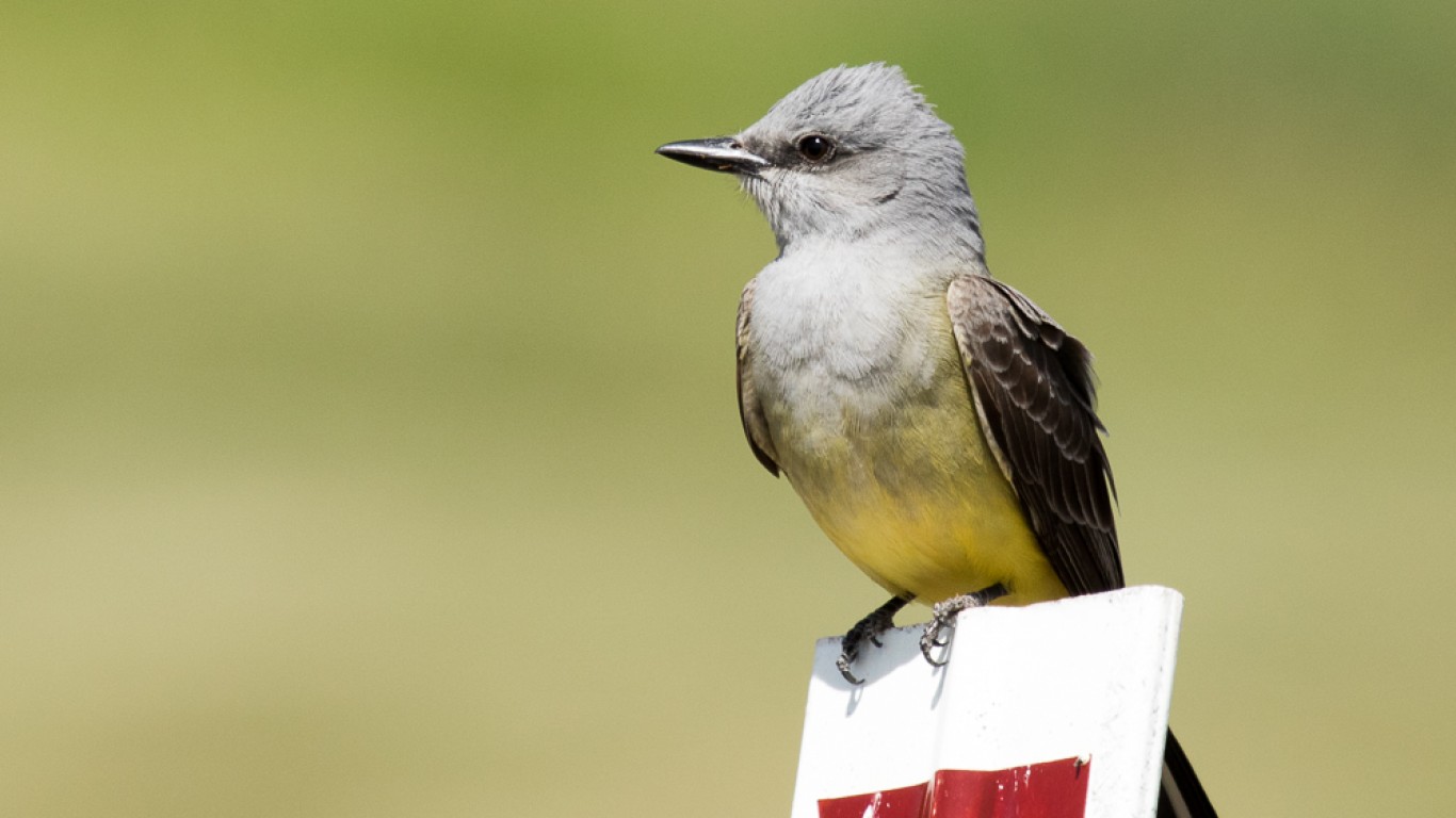 Western Kingbird by Jordan Jones