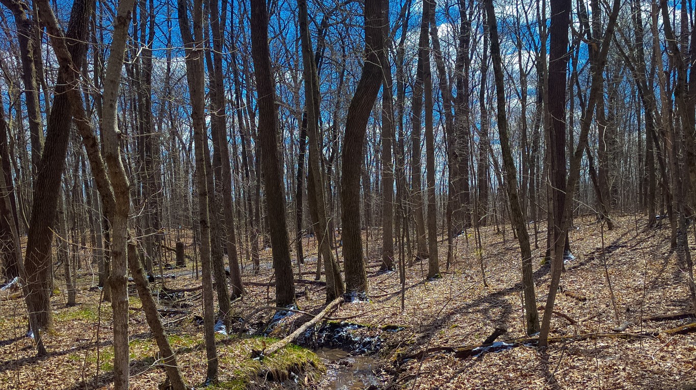 Forest &amp; Stream by Joshua Mayer