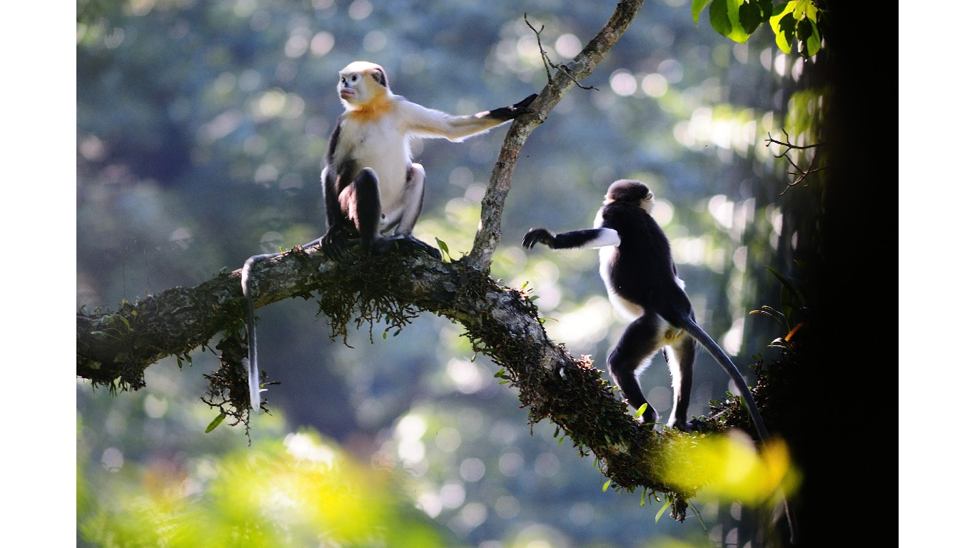 Tonkin snub-nosed monkeys (Rhinopithecus avunculus) by Quyet Le