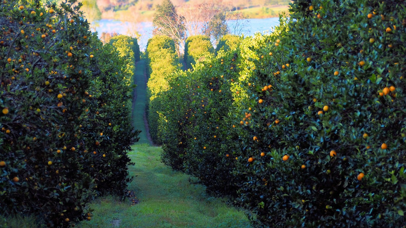 Orange Grove on Bayhead Road by joiseyshowaa