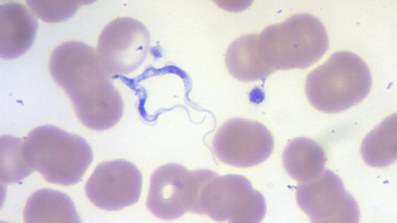 African Trypanosome by Ed Uthman