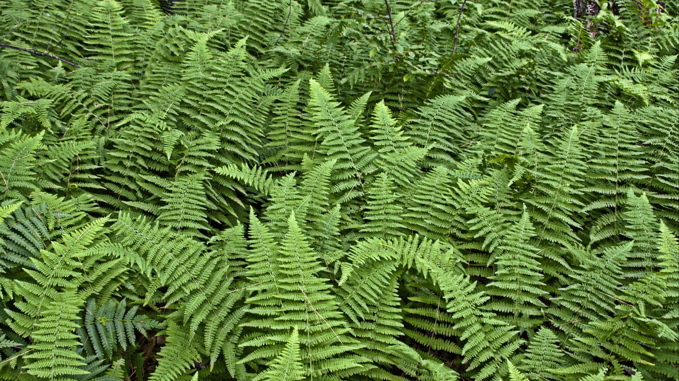 ferns by liz west