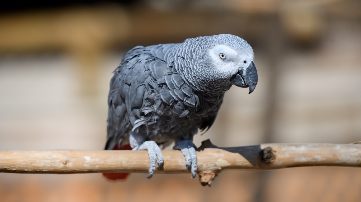 Gray Parrot on a Branch by Eric Kilby