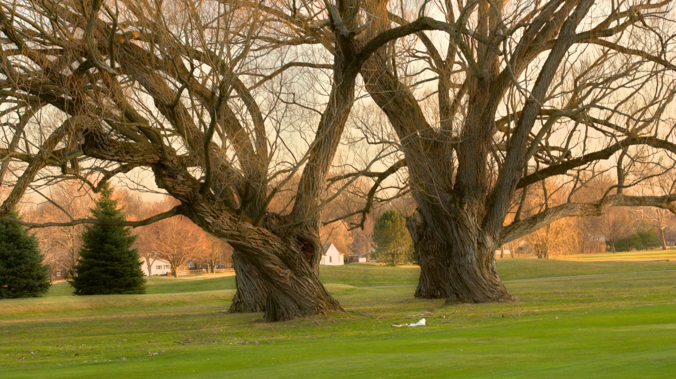 gnarly_trees by Bob Dilworth