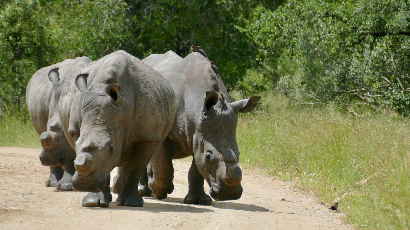 White Rhinos (Ceratotherium si... by Bernard DUPONT