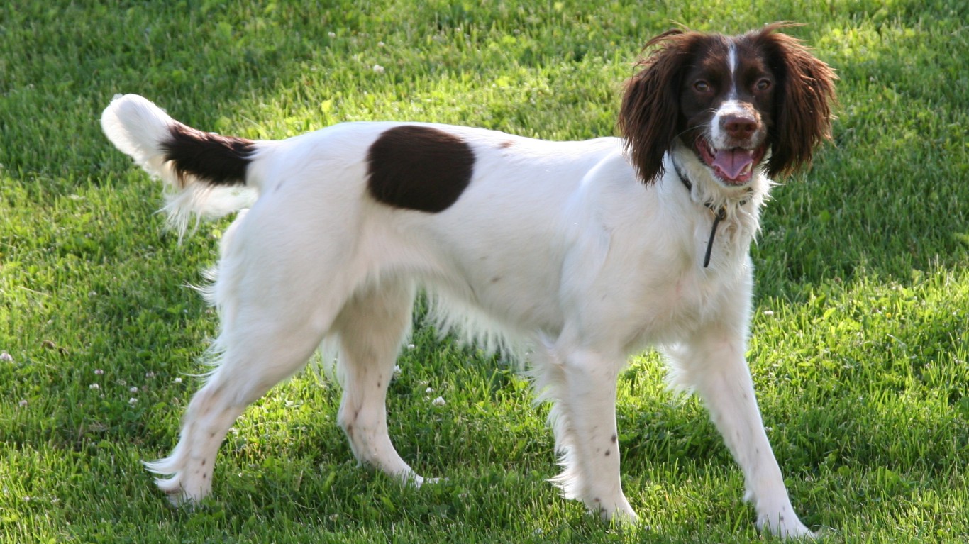 Mimi, English Springer Spaniel by Pedro Lopez