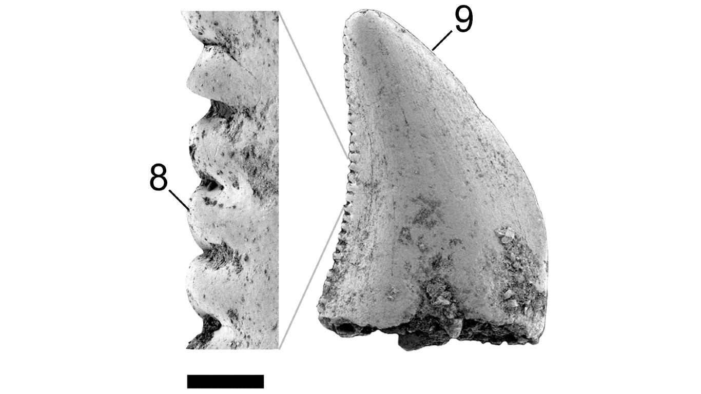 Richardoestesia by Derek W. Larson, Philip J. Currie