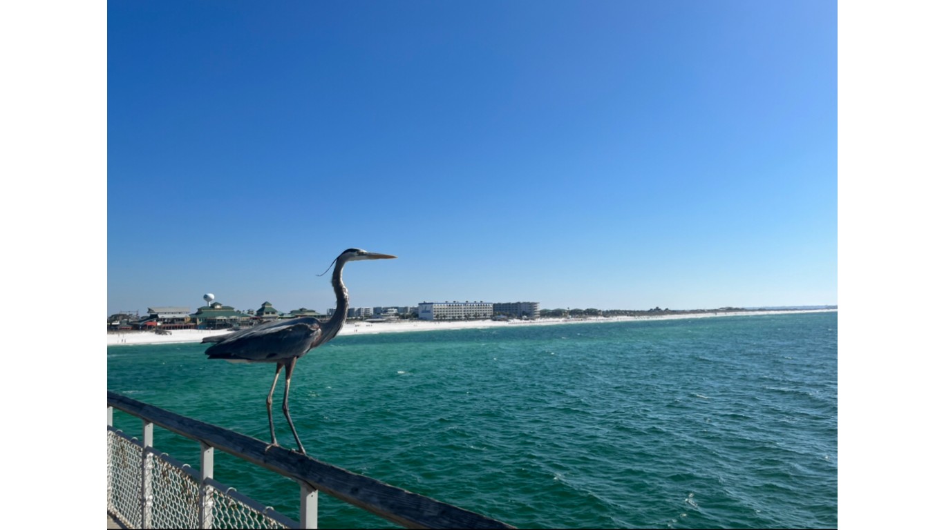 Great Blue Heron near Santa Rosa Island by Tails Wx