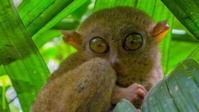 These 17 Animals Were Extinct — and Then Rediscovered