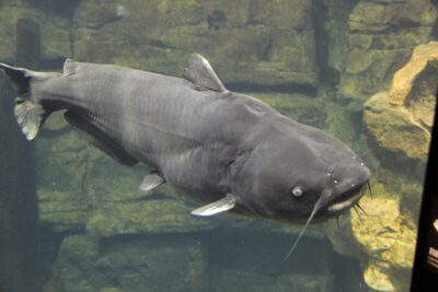 8 Largest Catfish Ever Caught in the US