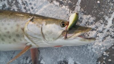 25 Largest Fish Ever Caught in Michigan