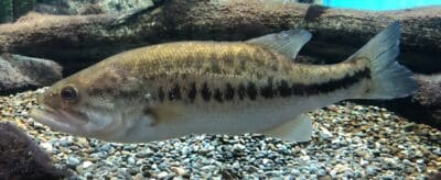 10 Largest Bass Ever Caught in the US