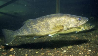 The Largest Walleye Ever Caught in the US, and the Biggest State Records