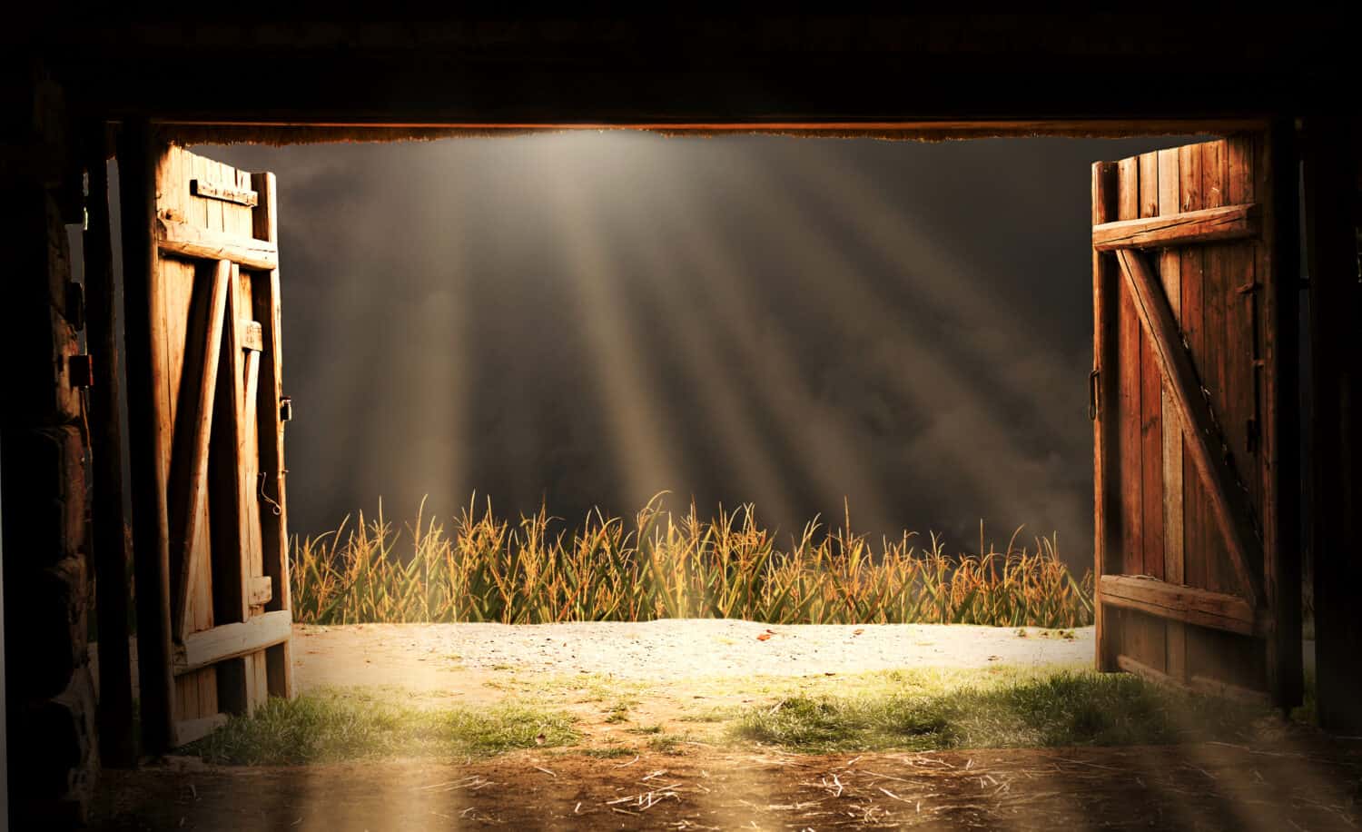 View from an open door of an old wooden barn. The sun shines through the storm clouds. Before the barn there is a corn field.