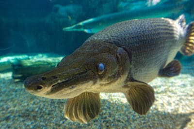 47 Largest Fish Ever Caught in Texas