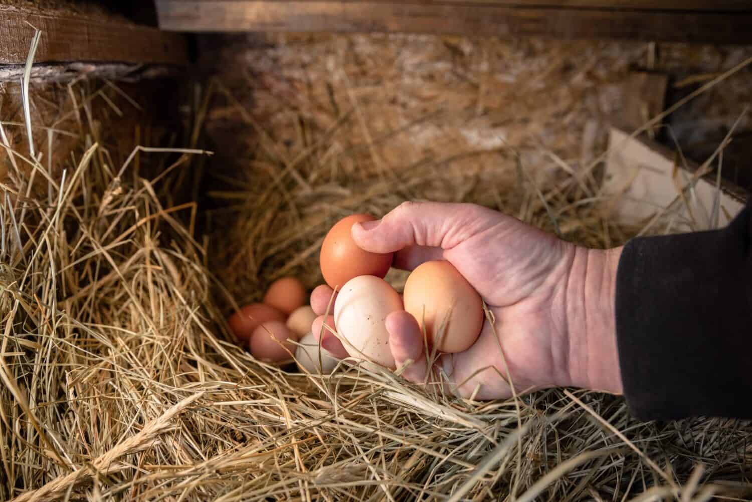 chicken eggs in the nest. Small household. Chicken coop in the village. A man takes chicken eggs from the nest. High quality photo