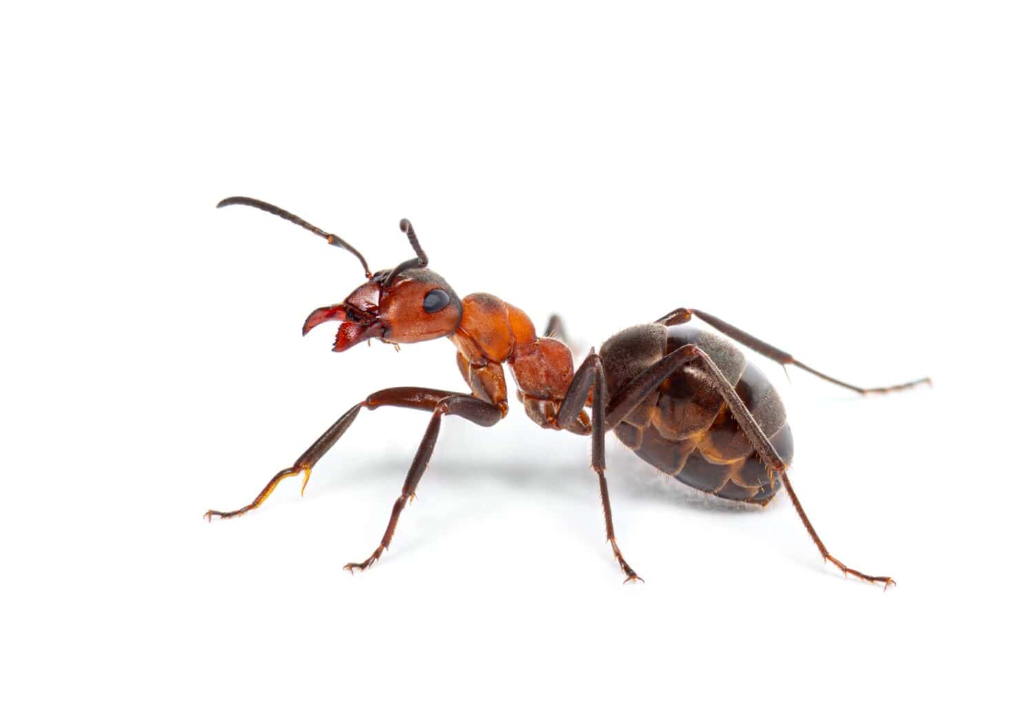 Red wood ant - Formica rufa or southern wood ant, isolated on white