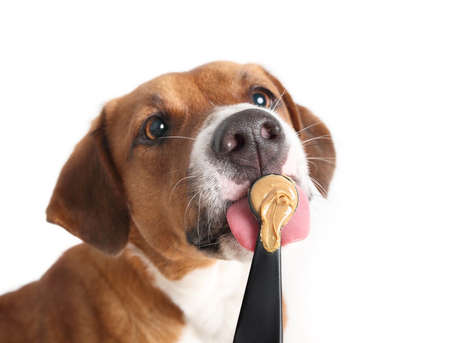 Happy dog eating peanut butter from spoon. Cute puppy dog licking unsalted peanut butter with big pink tongue. Female Harrier mix dog. Selective focus on nose and peanut butter. White background.