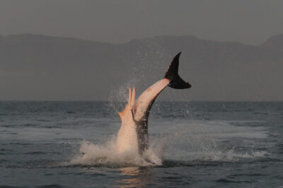 Hear This Diver Literally Scream When a Great White Shark Sneaks Up