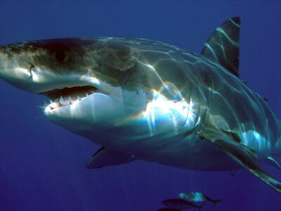 13 Largest Great White Sharks Ever Caught in the US