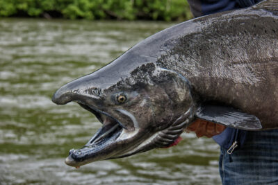 7 Largest Salmon Ever Caught in the US