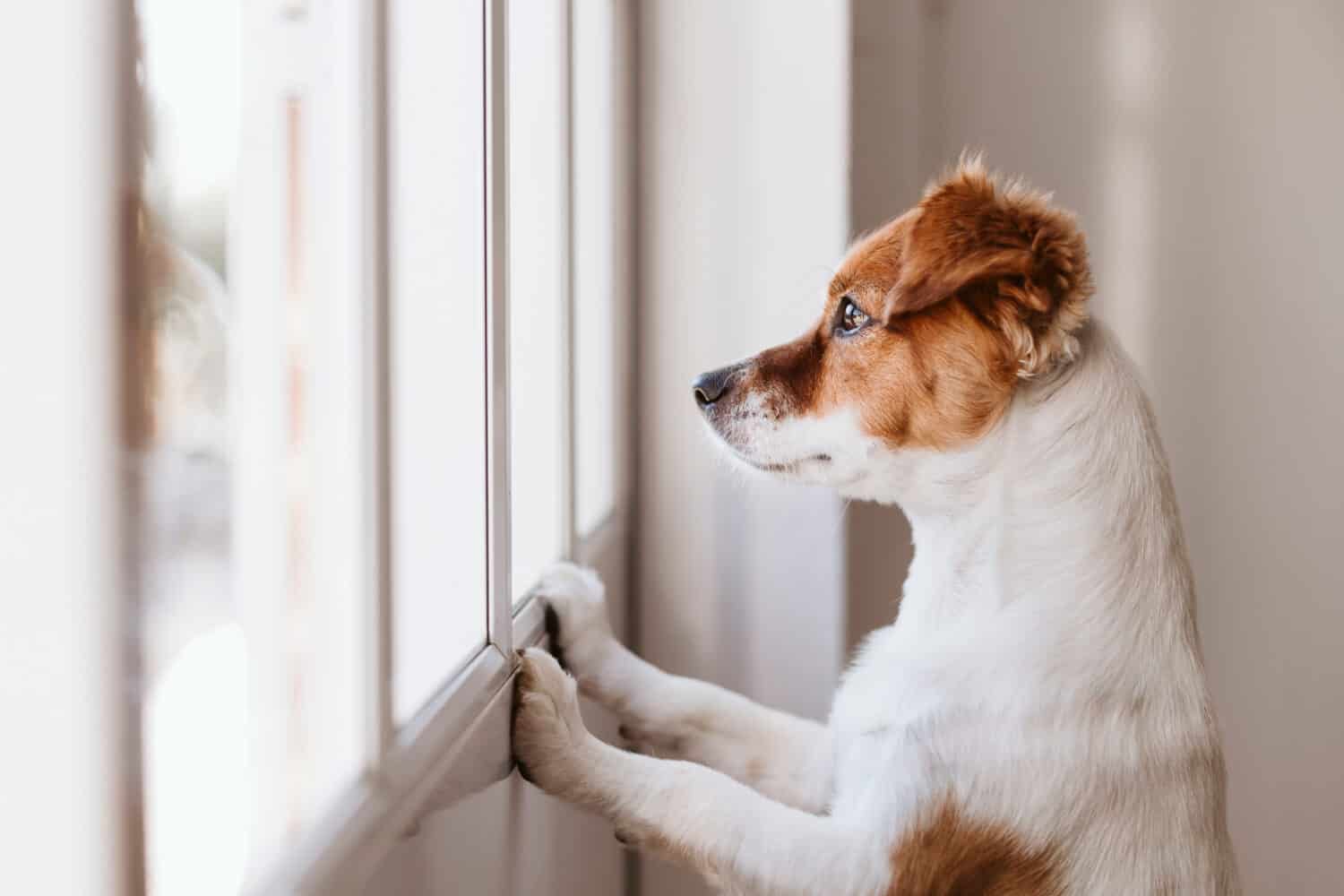 Dogs of the Dow Beat the Market in 2025 — Here’s the Smarter 4-Stock Play for 2026