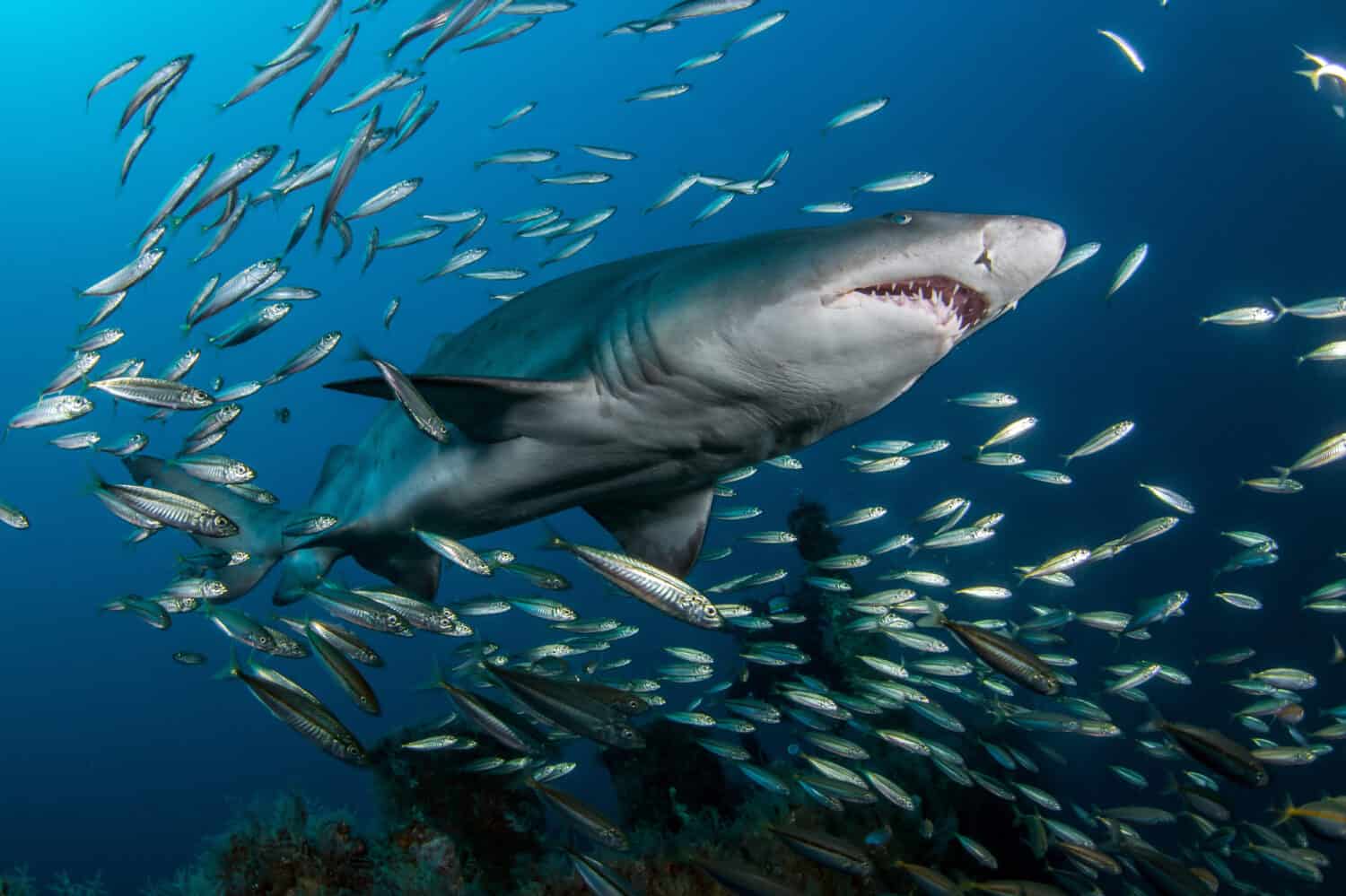 Sand Tiger alias Ragged-Tooth Shark