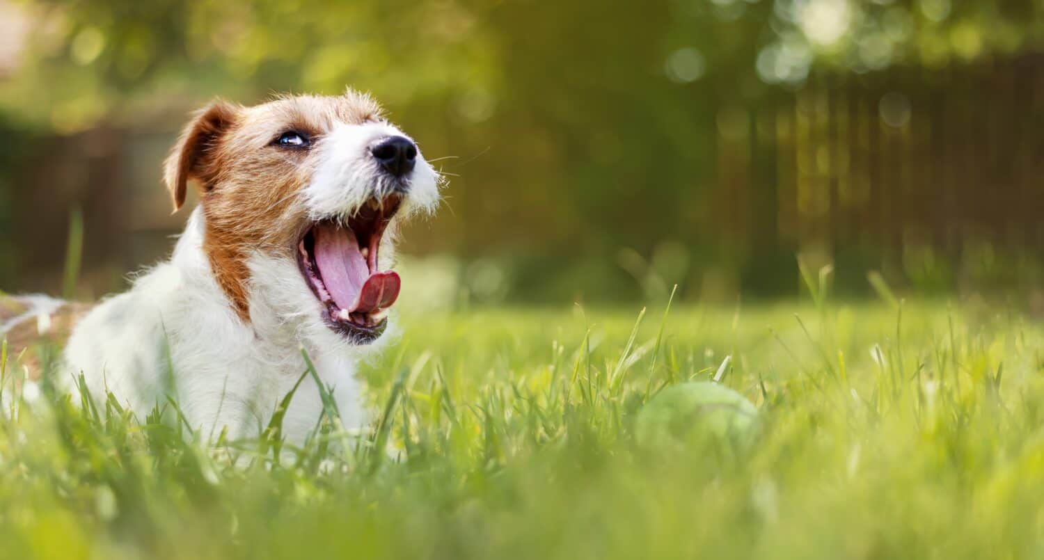 Funny lazy happy pet dog yawning, resting in the garden grass