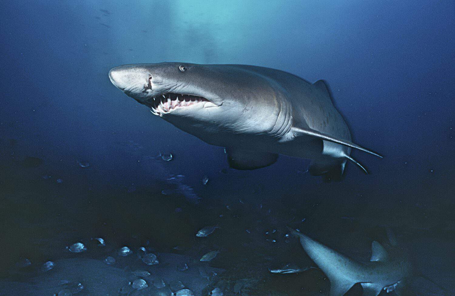 Sand tiger shark (carcharias taurus), underwater view