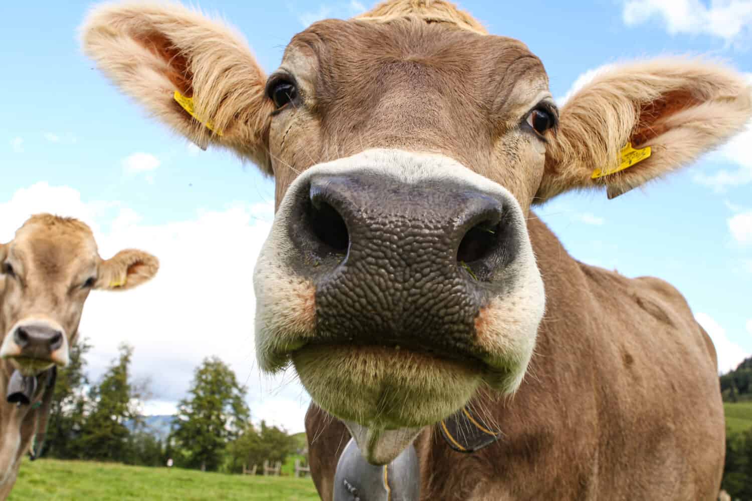 Close up of a healthy Swiss cow