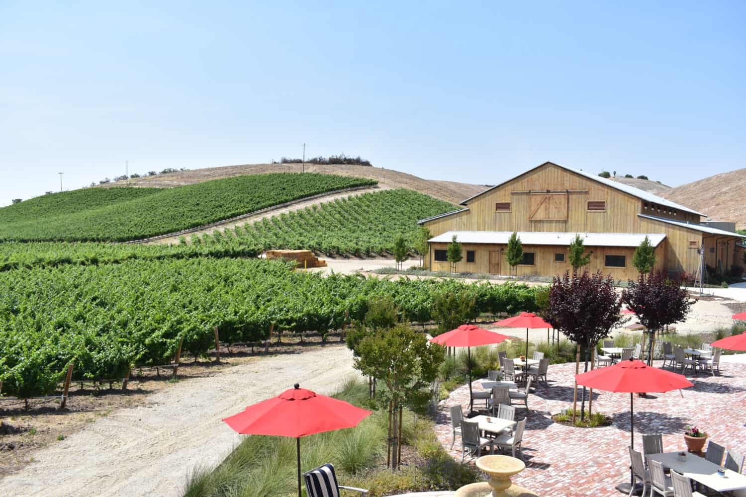 A view of a lush green vineyard in rolling hills at an upscale winery in Paso Robles, California