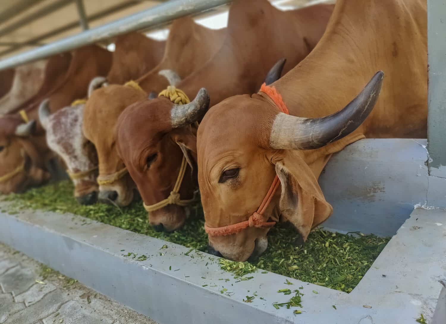 Gir cows feeding green grass in a dairy farm in India. This desi breed of cattle is gaining popularity in India due to demand in A2 milk . Group of Indian cows in farm. Selective focus.