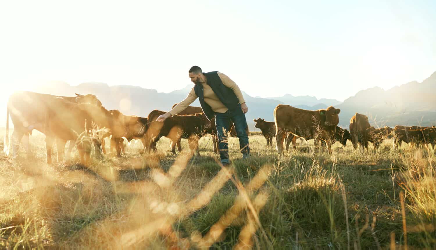 Farm animal, cows and cattle farmer outdoor in countryside to care, feed and raise animals on grass field for sustainable farming. Man in beef industry while working with livestock in nature in Texas