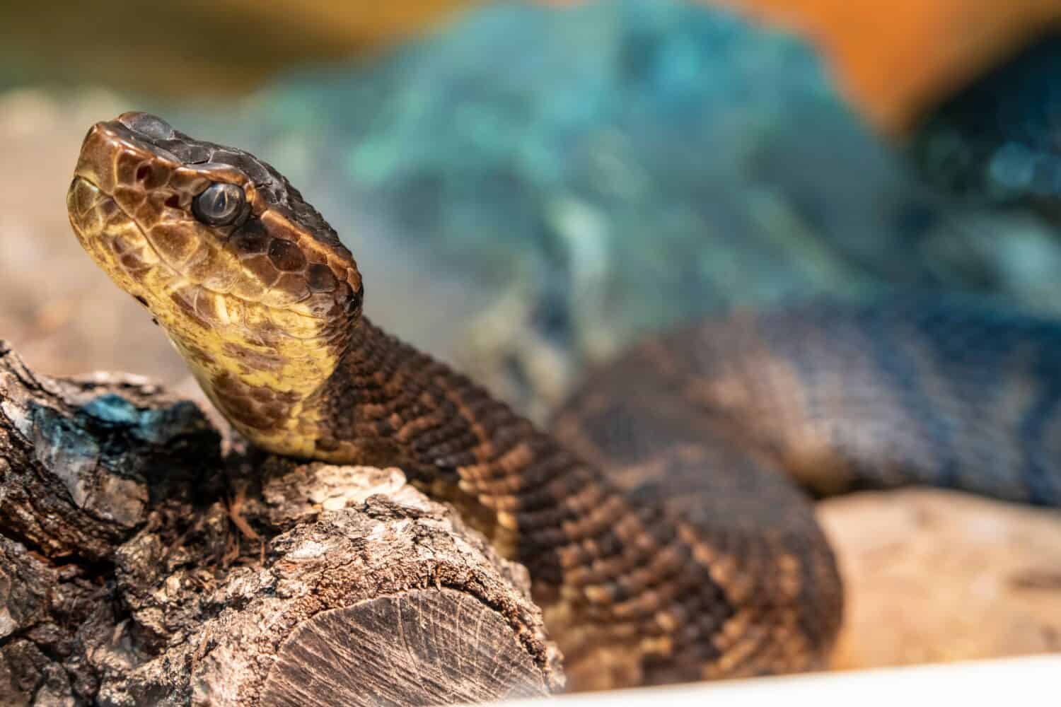 Northern cottonmouth (Agkistrodon piscivorus) is one of the world's few semiaquatic vipers and is native to the southeastern United States. Individuals may bite when feeling threatened.