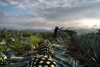 Avoid Every Silver Tequila Brand Except These 7