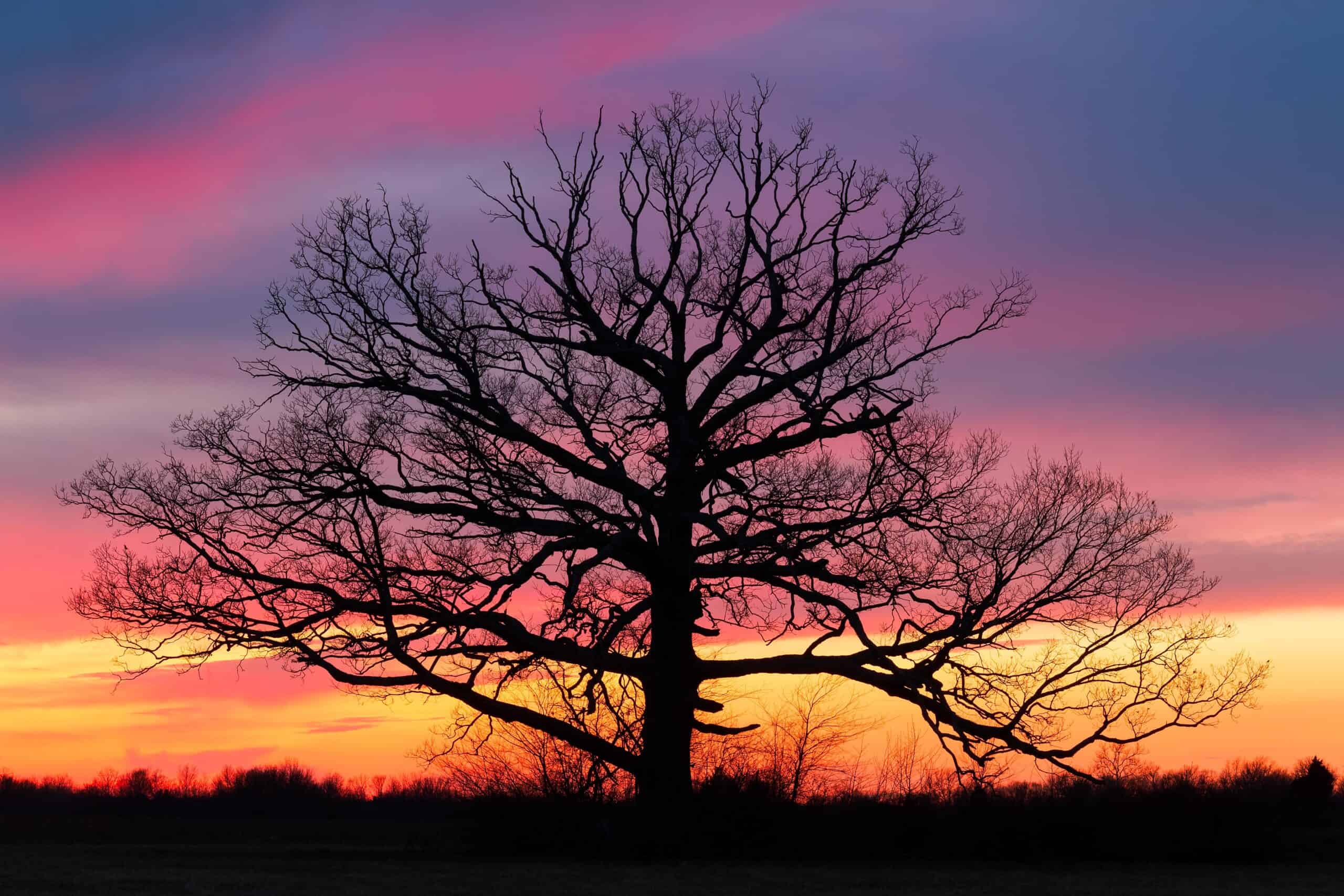 Plainfield, Indiana | Giant at Sundown