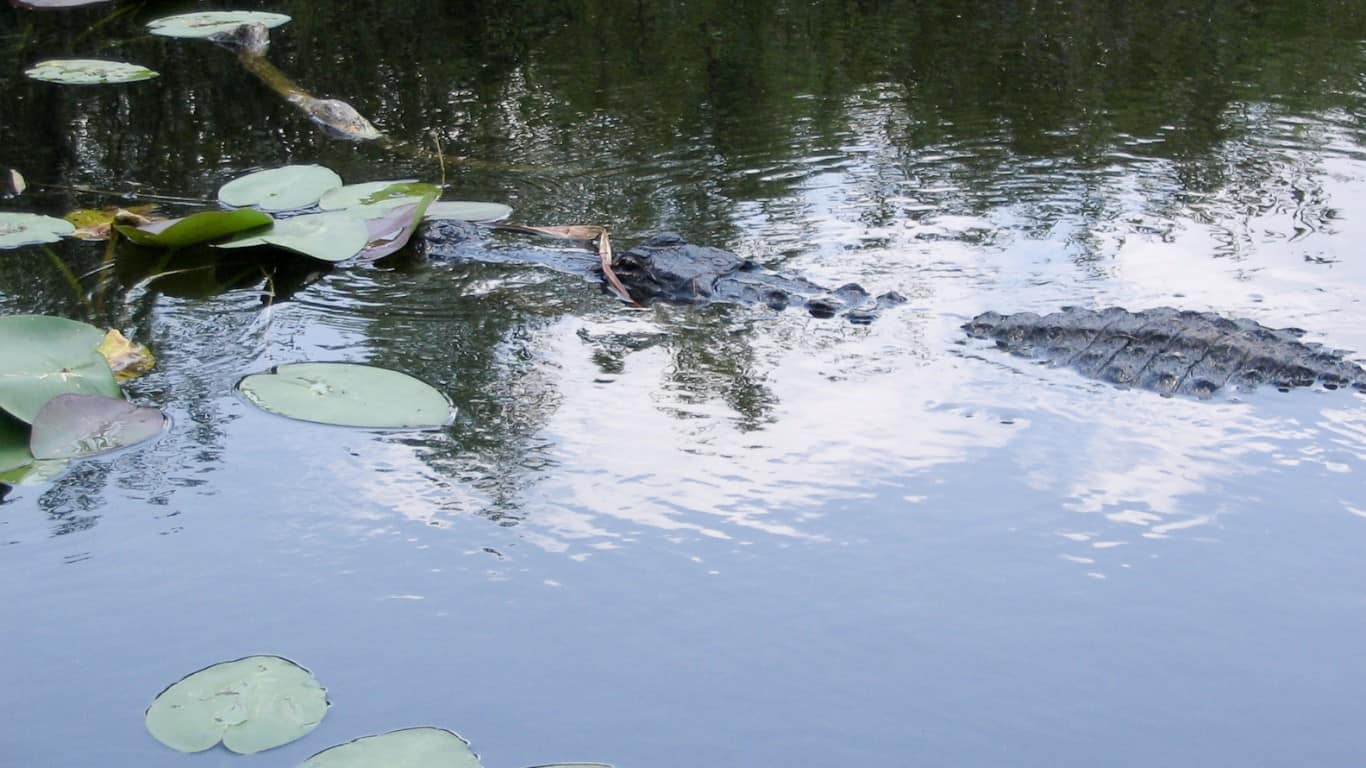 Alligator - Everglades Nationa... by BenGrantham